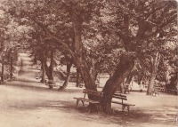 Железноводск - Аллея в парке