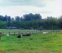 Ржев - Коровы в поле.