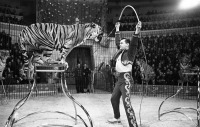 Санкт-Петербург - Гастроли французского цирка в СССР. Дрессировщик тигров Шарль Бауман