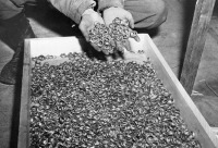 Германия - Обручальные кольца погибших в немецком концлагере. 1945 г.