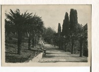 Алупка - Алупка. Аллея пальм, 1920-1939