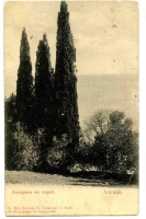 Алупка - Алупка. Кипарисы в парке, 1900-1917