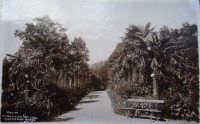 Никита - Никитский ботанический сад
