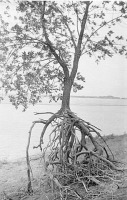 Знаменск - После  разлива Волги, дерево на цыпочках