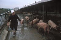 Донецк - Донецк. Колхозная ферма шахтеров, которая обеспечивает их едой. 1988 год. (Bruno Barbey)