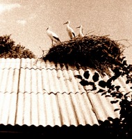 Бородянка - Аисты на крыше