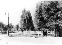 Северодонецк - 1950 г. Аллея зеленых насаждений на главной улице поселка.