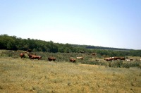 Новоайдар - с.Колядовка. Коровы в степи.