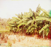 Сухум - Бананы в Сухумском ботаническом саду