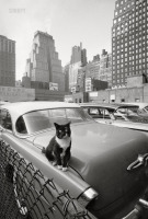 Нью-Йорк - Нью-Йоркский кот