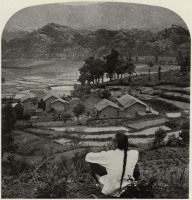Китай - Рисовые поля и чайные кусты. Южный Китай, 1902