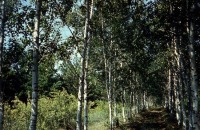 Саратов - Березовая аллея на Кумысной поляне