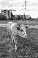 Саратов - Корова в городе