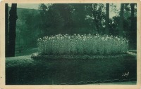 Франция - Клумба махровой гвоздики в саду Монте-Карло