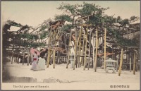Япония - Оми. Старая сосна В Карасаки, 1901
