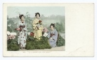 Япония - Цветущие пионы в японском саду, 1903