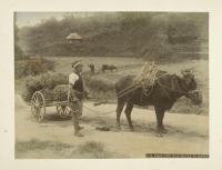 Япония - Японские крестьяне на уборке риса, 1890-1899