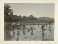 Япония - Посадка риса в Японии, 1890-1899