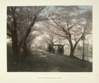 Токио - Вишнёвая аллея в Мукояма, 1880-1890