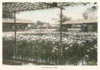 Токио - Сад ирисов в Токио, 1910-1919