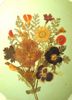 Ретро открытки - Альпийские цветы