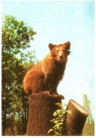 Ретро открытки - Медведь бурый