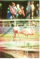 Ретро открытки - Фламинго