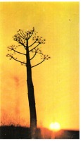 Ретро открытки - Одинокое дерево