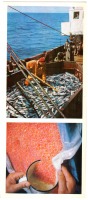 Ретро открытки - Рыбное богатство Сахалина