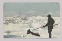 Ретро открытки - Открытка — Новая Земля. Белое море. Звериные промыслы