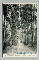 Ретро открытки - Старая открытка с видом Эвкалиптовой аллеи на острове Святой Маргариты (Ile Sainte Marguerite)