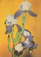 Ретро открытки - Цветок