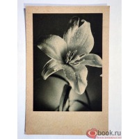 Ретро открытки - Черно-белая открытка Лилия