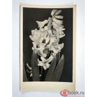 Ретро открытки - Черно-белая открытка Цветы
