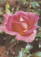 Ретро открытки - Роза 
