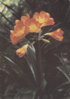 Ретро открытки - Кливия оранжевая