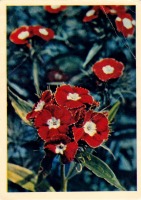 Ретро открытки - Гвоздика турецкая