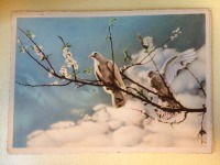 Ретро открытки - Цветы абрикоса