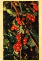 Ретро открытки - Красная смородина