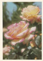 Ретро открытки - Роза чайно-гибридная.