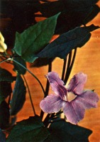 Ретро открытки - Тунбергия крупноцветковая.
