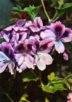 Ретро открытки - Пеларгония крупноцветковая.