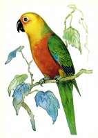 Ретро открытки - Желтоголовый попугай.