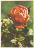 Ретро открытки - Роза.