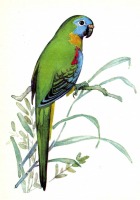 Ретро открытки - Лазурный попугайчик.