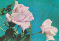 Ретро открытки - Две розы.