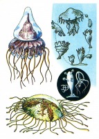 Ретро открытки - Медузы.