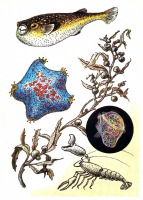 Ретро открытки - Животные и растения залива Петра Великого.