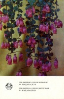 Ретро открытки - Каланхоэ одноцветковое.
