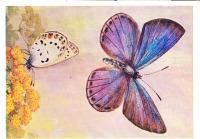 Ретро открытки - Голубянка малоазиатская